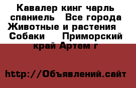 Кавалер кинг чарль спаниель - Все города Животные и растения » Собаки   . Приморский край,Артем г.